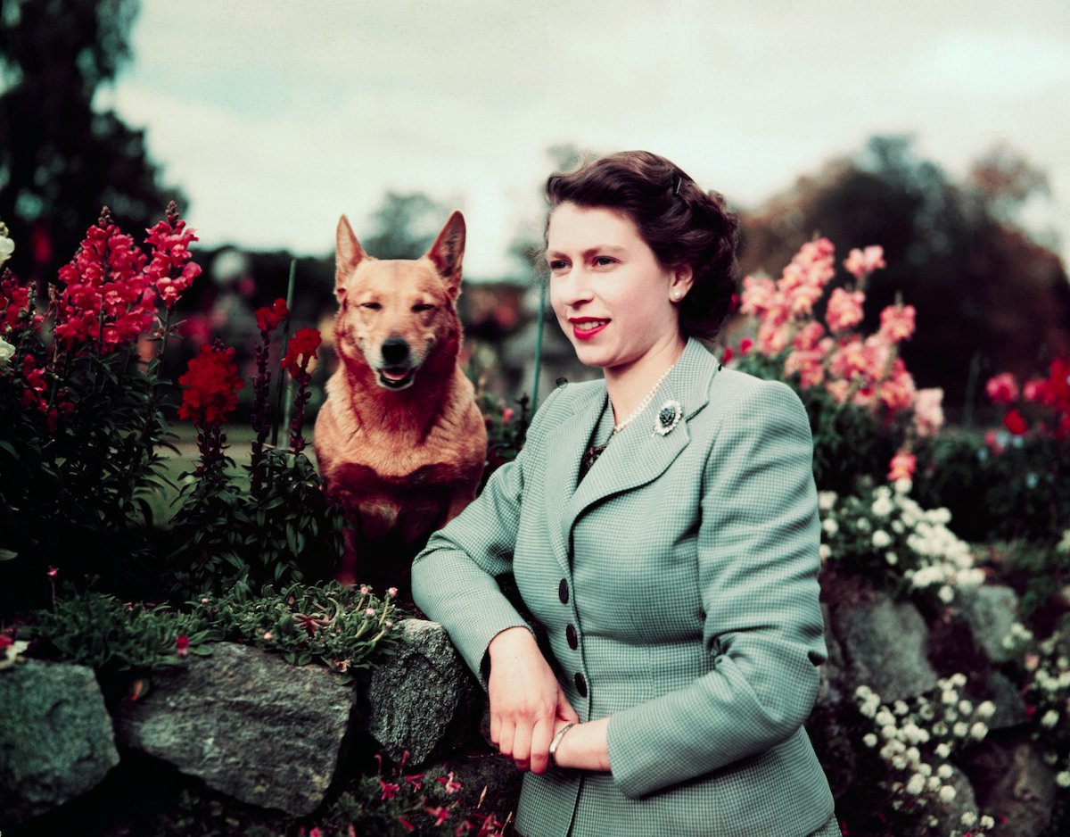 伊丽莎白女王的柯基犬:王室爱犬的历史